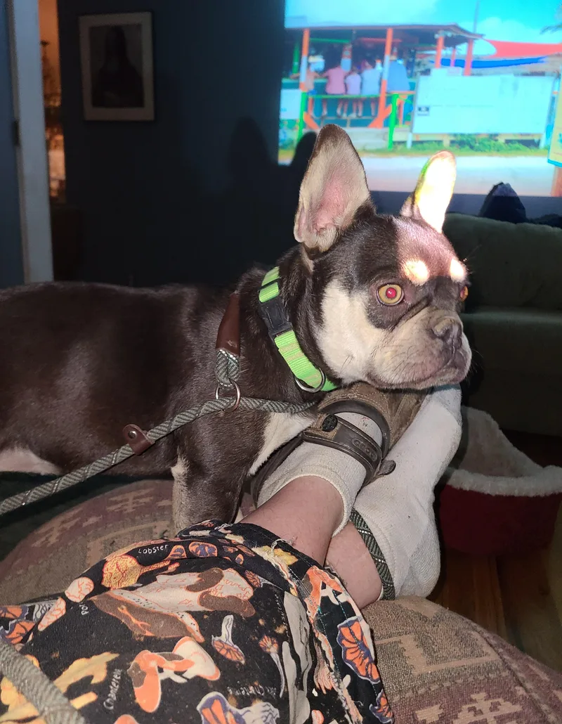 A young small-sized female Black French Bulldog dog named Maple for adoption in Albany, NY