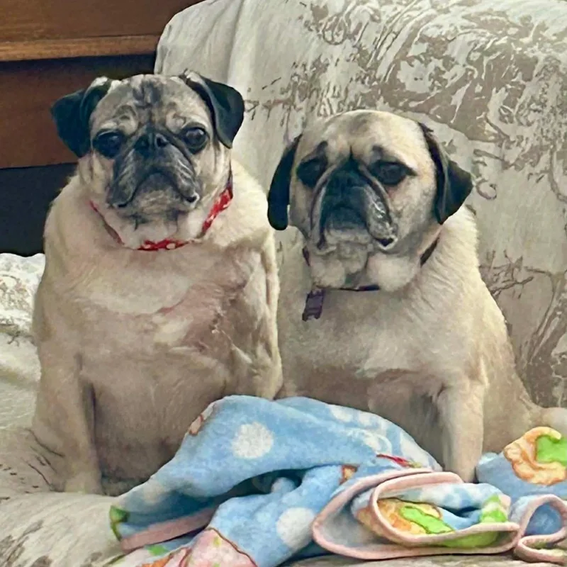 An adult small-sized female Apricot / Beige Pug dog named Tootsie for adoption in Brockport, NY