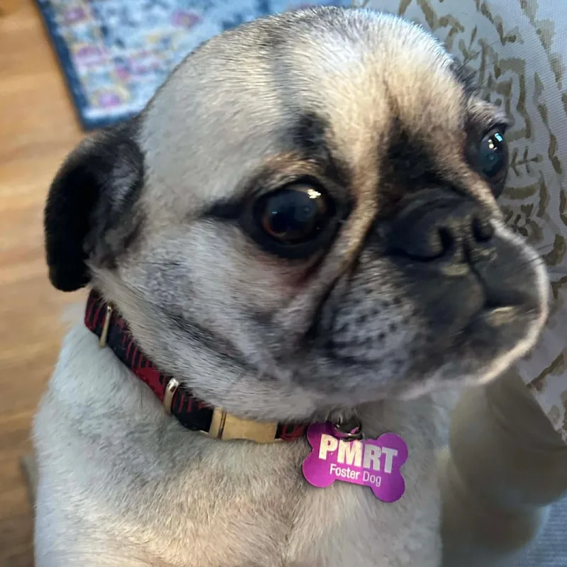 Tootsie thumbnail 2