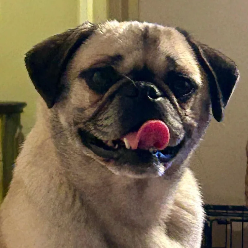Tootsie thumbnail 3