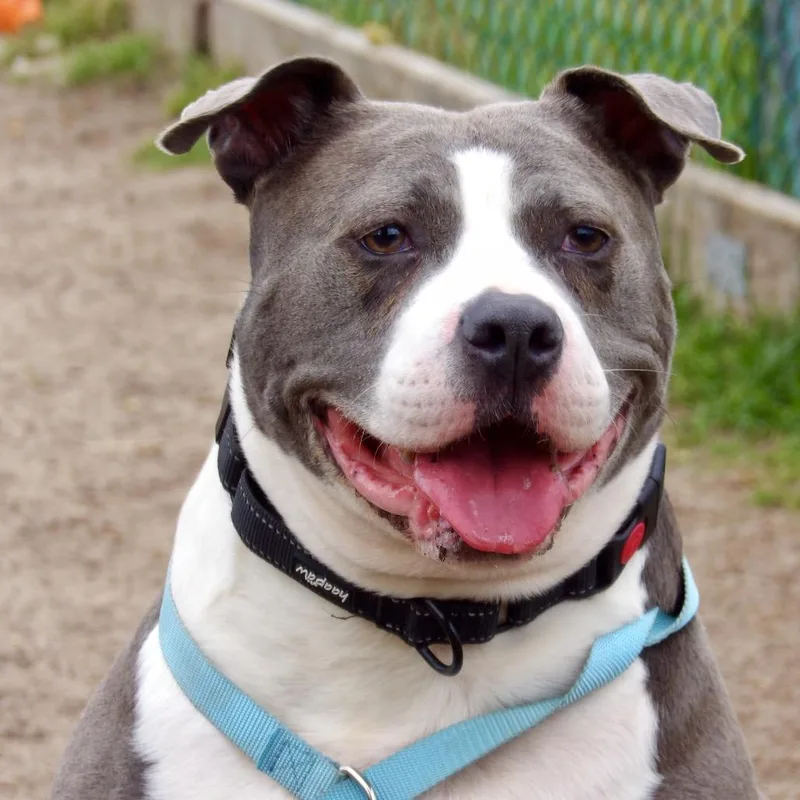 An adult medium-sized female Gray / Blue / Silver American Staffordshire Terrier dog named Minnie for adoption in Vineland, NJ