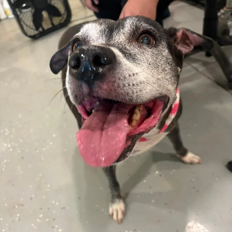 A senior large-sized female Shar-Pei dog named Marley for adoption in West Des Moines, IA