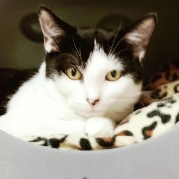 A baby medium-sized female Black Domestic Short Hair cat named Mittens for adoption in Lakeland, FL