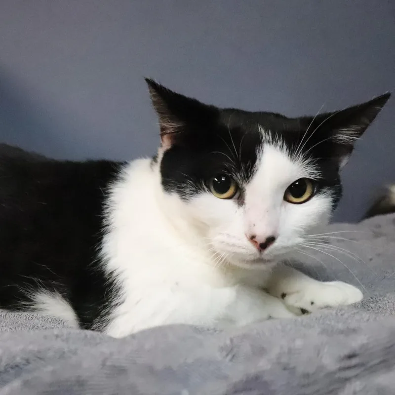 Mittens thumbnail 2