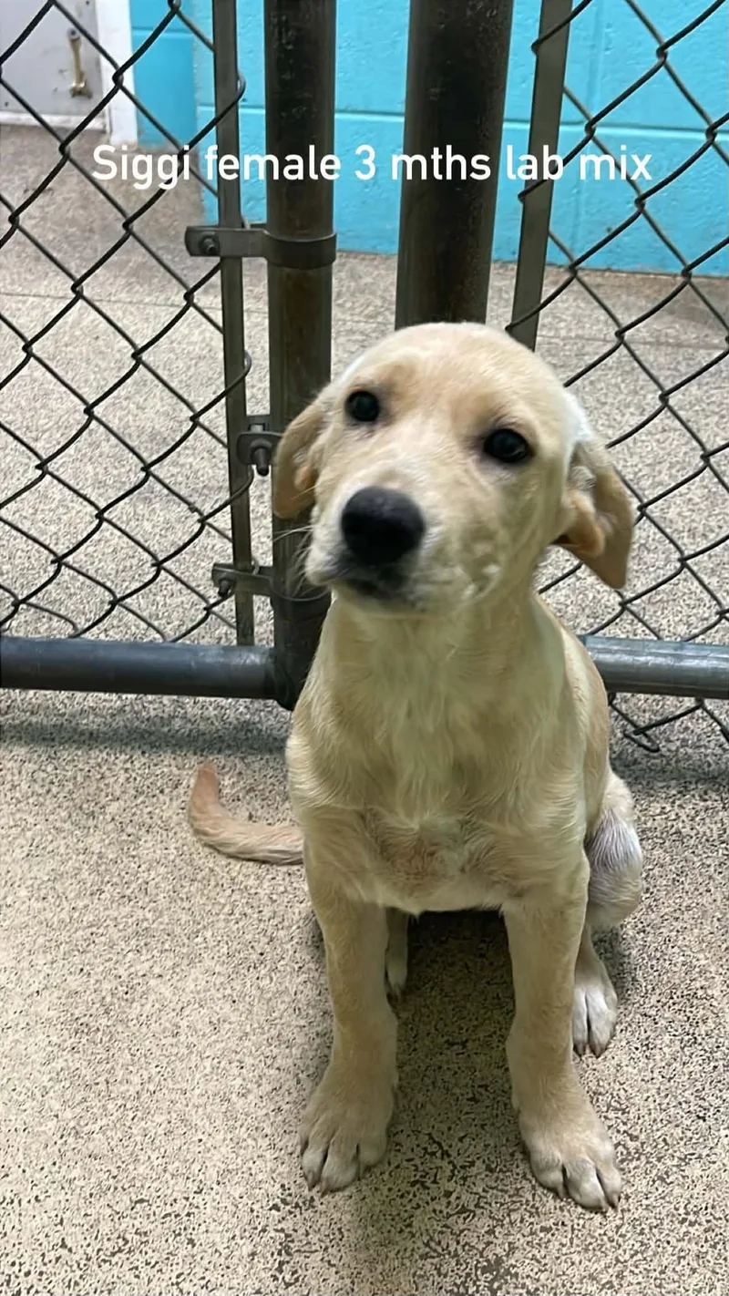 A baby large-sized female Apricot / Beige Labrador Retriever dog named Siggi for adoption in Fort Payne, AL