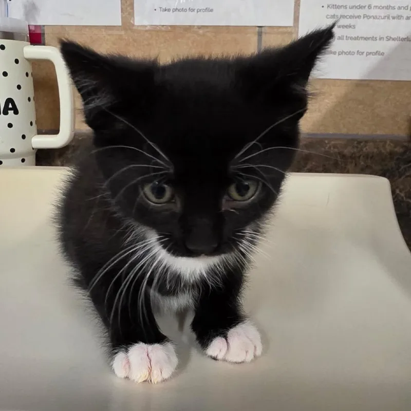Sylvester thumbnail 3