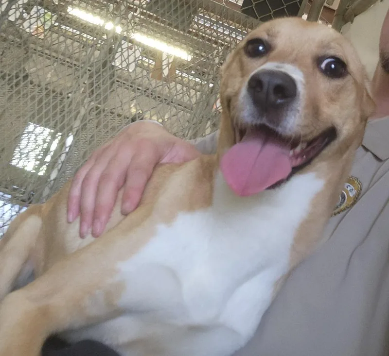 A young medium-sized female Labrador Retriever dog named Buttercup for adoption in Belton, TX