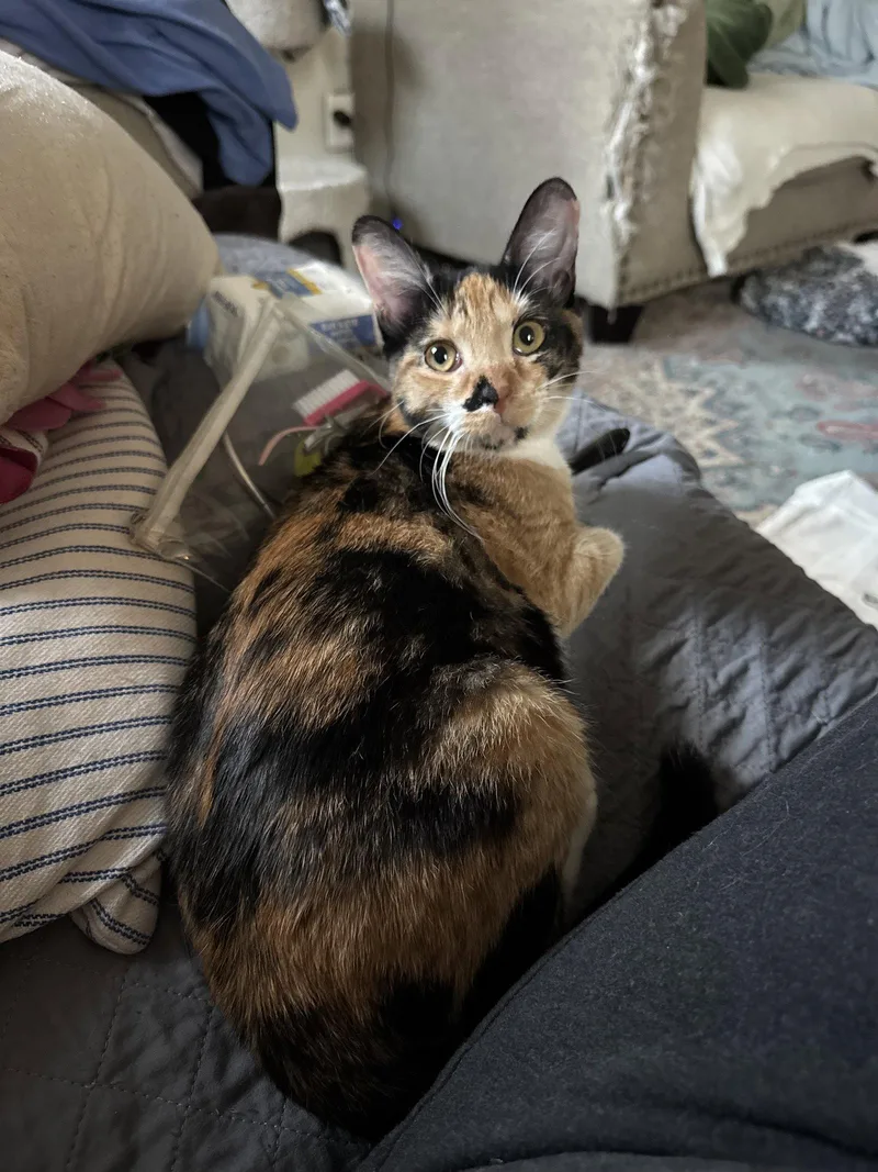 Octavia W thumbnail 2