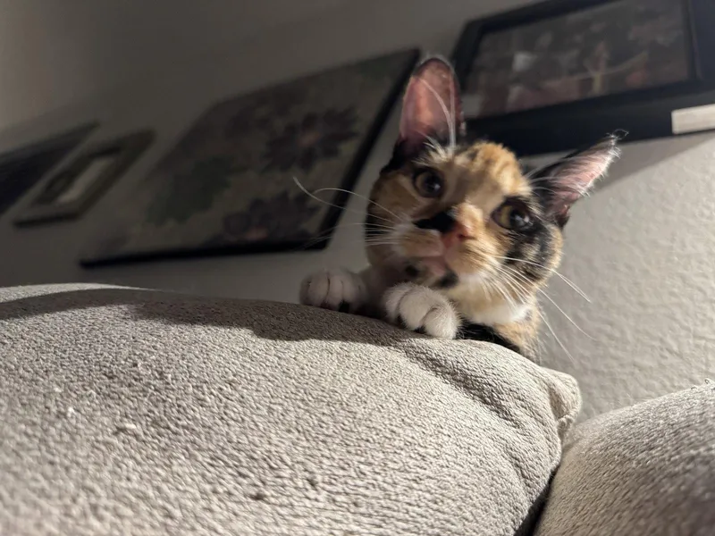 Octavia W thumbnail 3