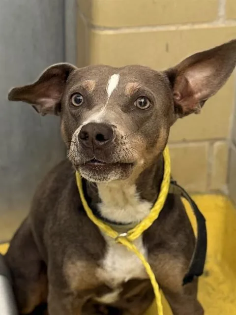 A young medium-sized female Mixed Breed dog named Boopy for adoption in Dallas, TX
