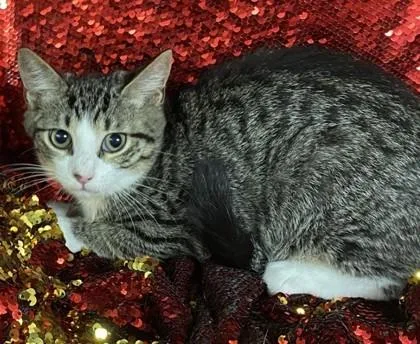 A baby small-sized female Domestic Short Hair cat named Baby Girl @PetSmart Conway for adoption in Conway, SC