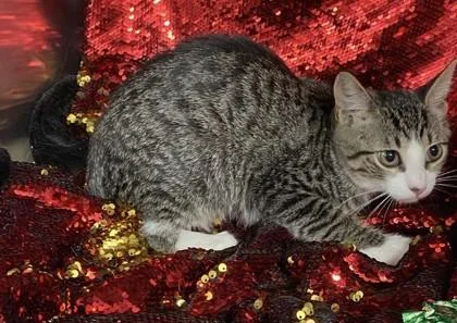 Baby Girl @PetSmart Conway thumbnail 2