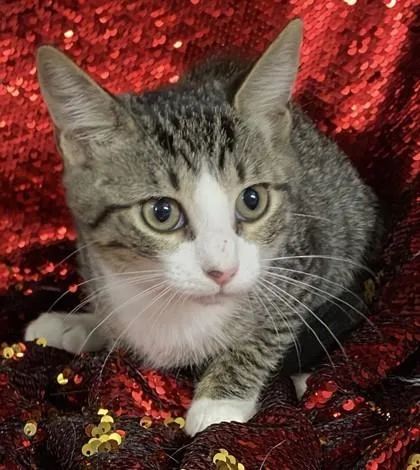 Baby Girl @PetSmart Conway thumbnail 3