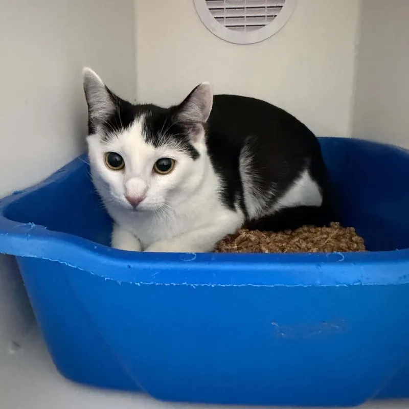 A baby small-sized female American Shorthair cat named Celestial for adoption in Danbury, CT
