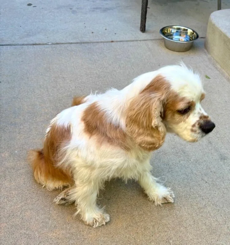 A senior small-sized female Cocker Spaniel dog named Sophie for adoption in Boulder, CO