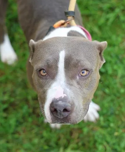 A young medium-sized female Mixed Breed dog named Bluebell for adoption in Hamilton, OH