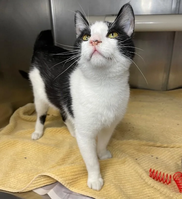 A young medium-sized male Domestic Short Hair cat named Zion for adoption in Roanoke, VA