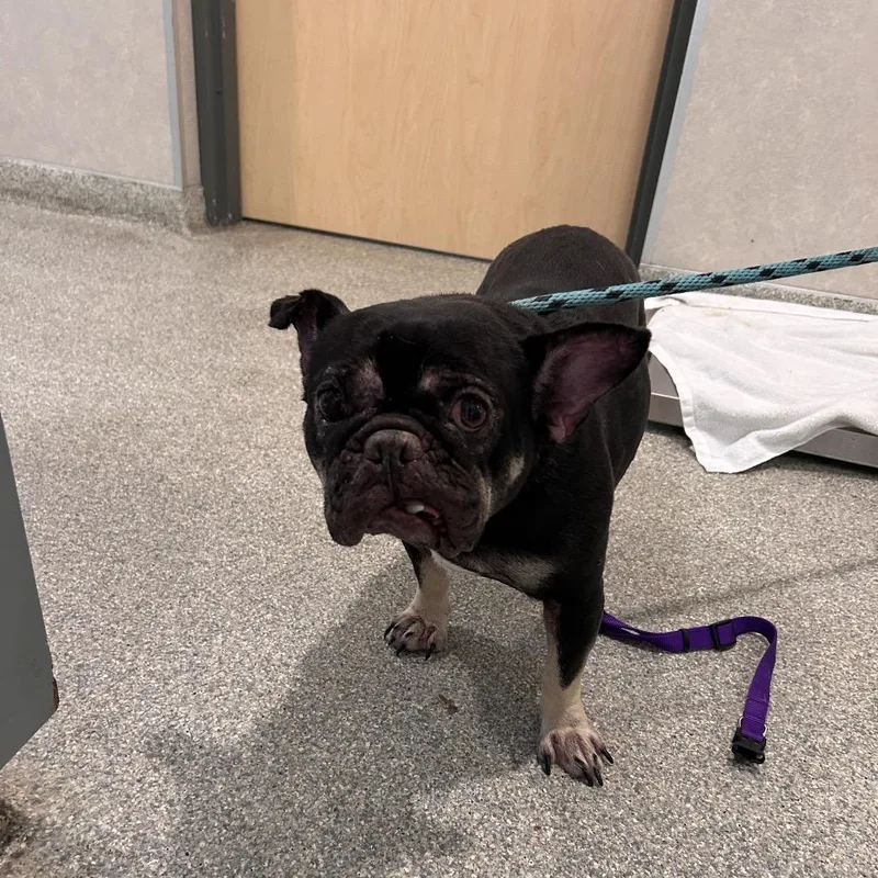 A senior small-sized female Brown / Chocolate Mixed Breed dog named River for adoption in Jacksonville, FL