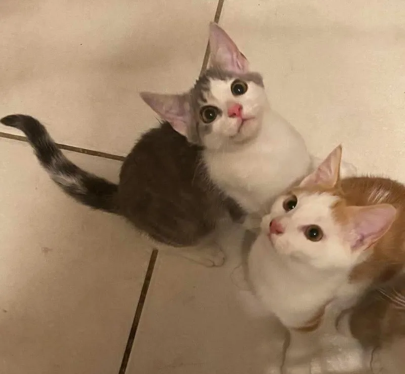 A young medium-sized female Orange & White Domestic Short Hair cat named Lilo and Stitch for adoption in Belchertown, MA