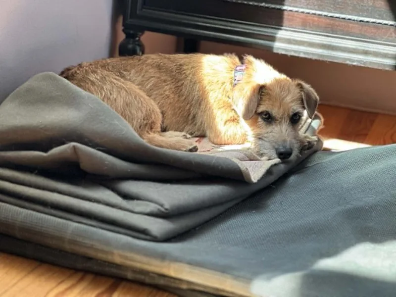 An adult small-sized female Yellow / Tan / Blond / Fawn Wirehaired Terrier dog named Collette for adoption in Marion, TX