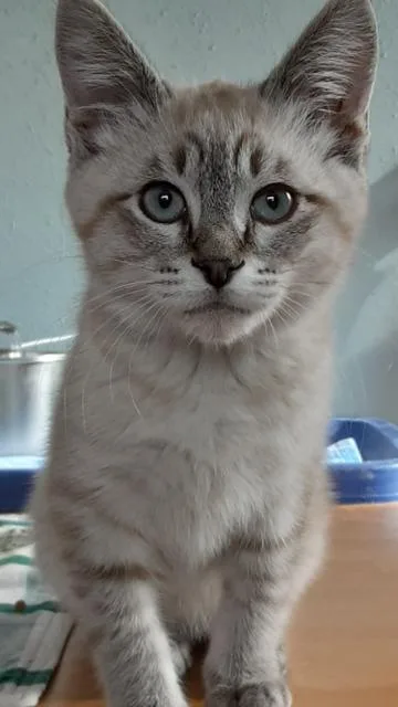 A baby small-sized male Domestic Short Hair cat named Feta for adoption in Boone, CO