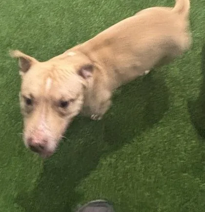 An adult medium-sized female Mixed Breed dog named Mimi for adoption in West Chester, PA