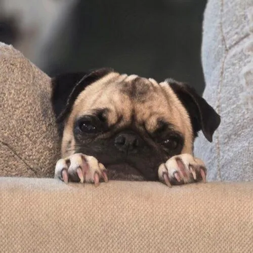 A young small-sized female Yellow / Tan / Blond / Fawn Pug dog named Sausage for adoption in Seattle, WA