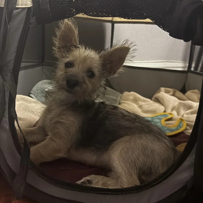 A baby small-sized female Gray / Blue / Silver Yorkshire Terrier dog named Elf for adoption in Homestead, FL