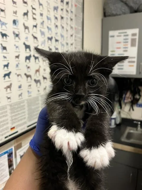 A baby small-sized male Domestic Short Hair cat named Bucky for adoption in Long Beach, CA