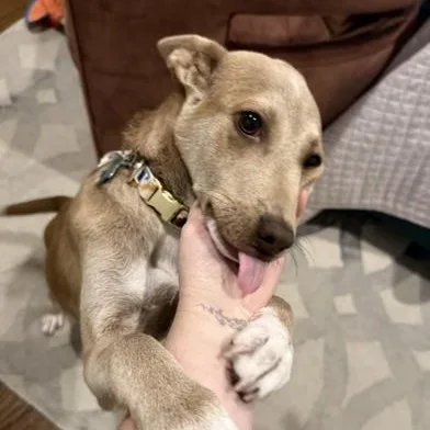 A baby medium-sized female Apricot / Beige Australian Cattle Dog / Blue Heeler dog named Charlotte for adoption in Liverpool, TX