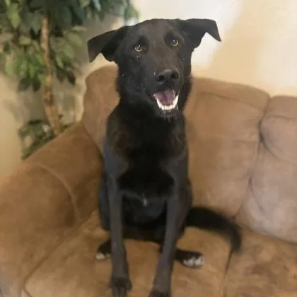 An adult large-sized male Black Shepherd dog named Midnight for adoption in Lakeside, AZ