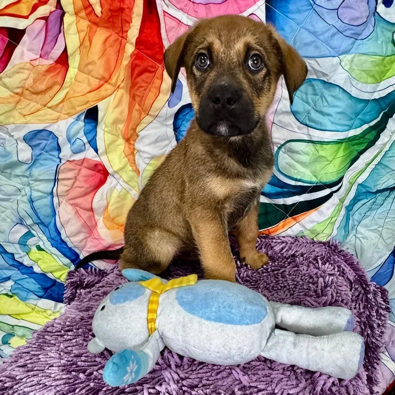 Sprucesour Grapes thumbnail 2