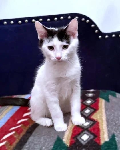 A baby small-sized male Domestic Short Hair cat named Lemon Meringue for adoption in Washington, DC