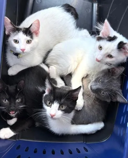 Lemon Meringue thumbnail 2