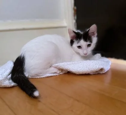 Lemon Meringue thumbnail 3