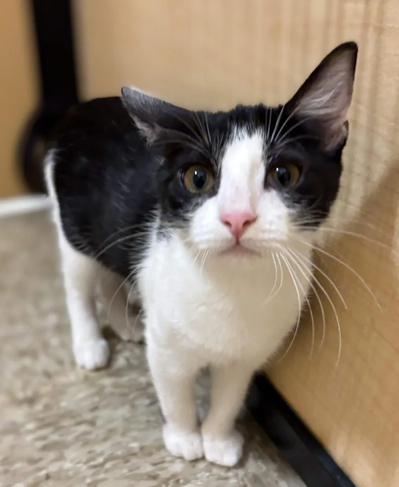 A baby small-sized female Black & White / Tuxedo Domestic Short Hair cat named Sunny for adoption in Pearland, TX