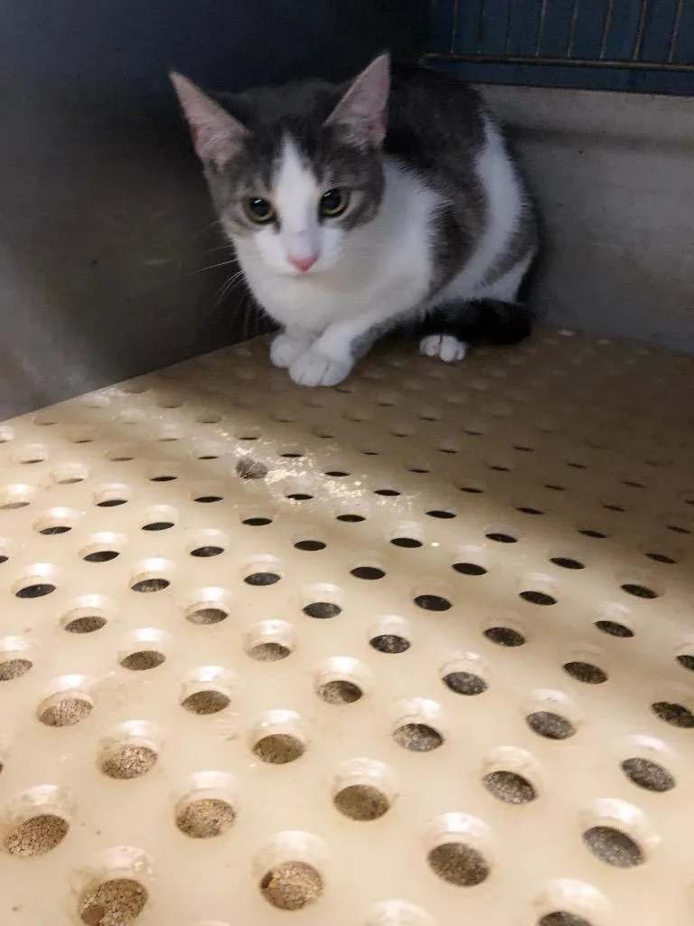 A young medium-sized female Domestic Short Hair cat named Sandy for adoption in Benton, AR