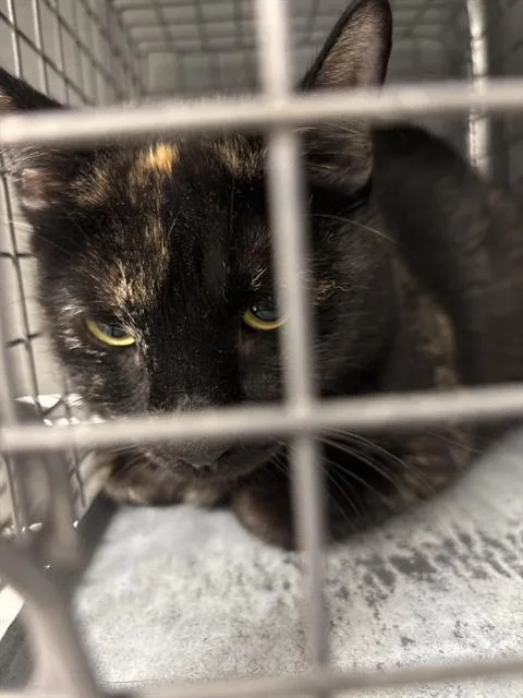 A young large-sized female Domestic Short Hair cat named Maria for adoption in Las Vegas, NV
