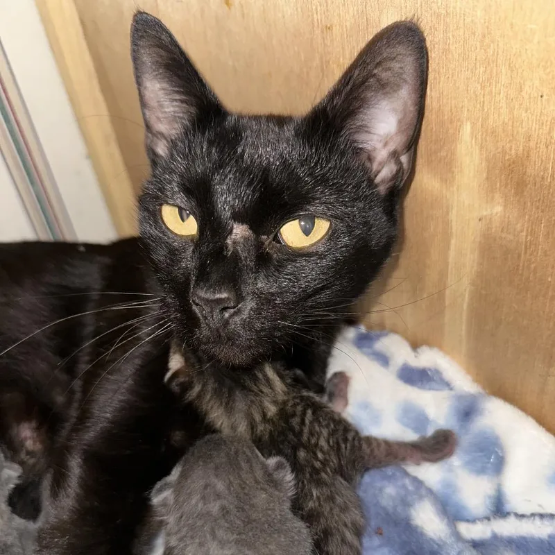 An adult medium-sized female Black Domestic Short Hair cat named Garden for adoption in Morganton, NC