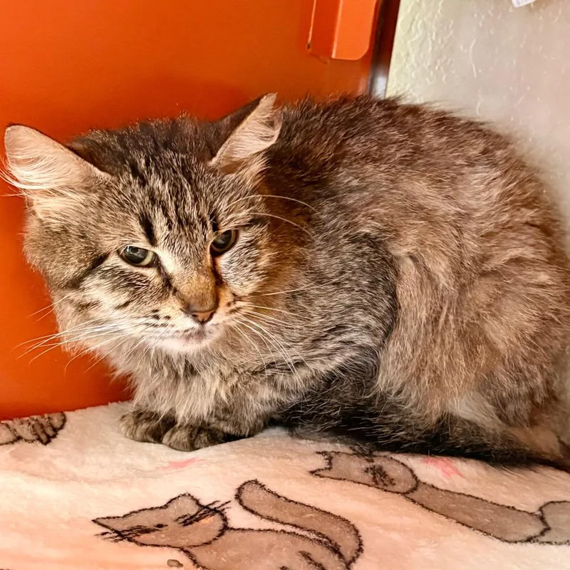An adult medium-sized female Brown / Chocolate Domestic Medium Hair cat named Fran for adoption in Enid, OK
