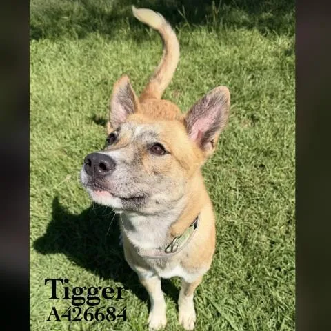 A young medium-sized male German Shepherd Dog dog named Tigger for adoption in Conroe, TX