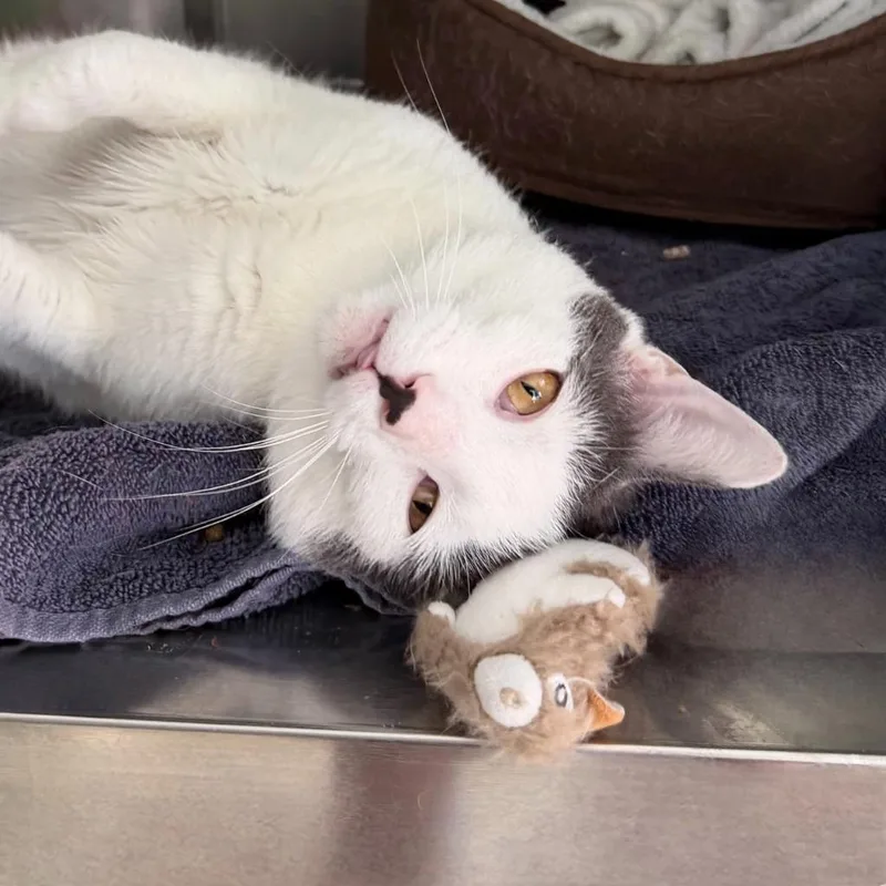 A young small-sized male Domestic Short Hair cat named Sleepyhead for adoption in State College, PA