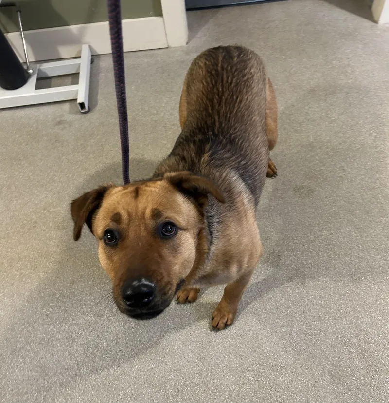 An adult large-sized female Red / Chestnut / Orange Black Mouth Cur dog named Copper for adoption in Baldwin, MI