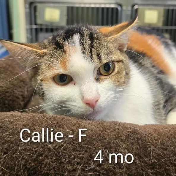 A baby small-sized female Calico Domestic Short Hair cat named Supercalifragilisticexpialidocious for adoption in Rocky Mount, VA