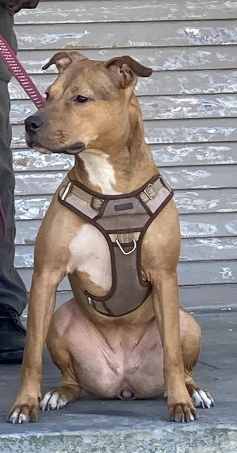 Brownie Goofy Girl thumbnail 2