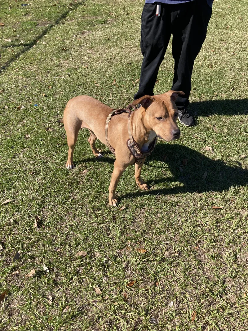 Brownie Goofy Girl thumbnail 3