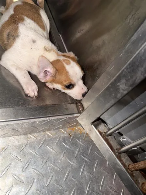 A baby small-sized male Mixed Breed dog named Andrew for adoption in Dallas, TX