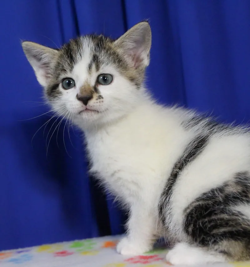A baby medium-sized male Domestic Short Hair cat named Ernie for adoption in Reynoldsburg, OH