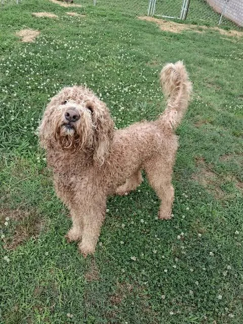 An adult medium-sized male Golden Goldendoodle dog named Leo for adoption in Hopkinton, MA