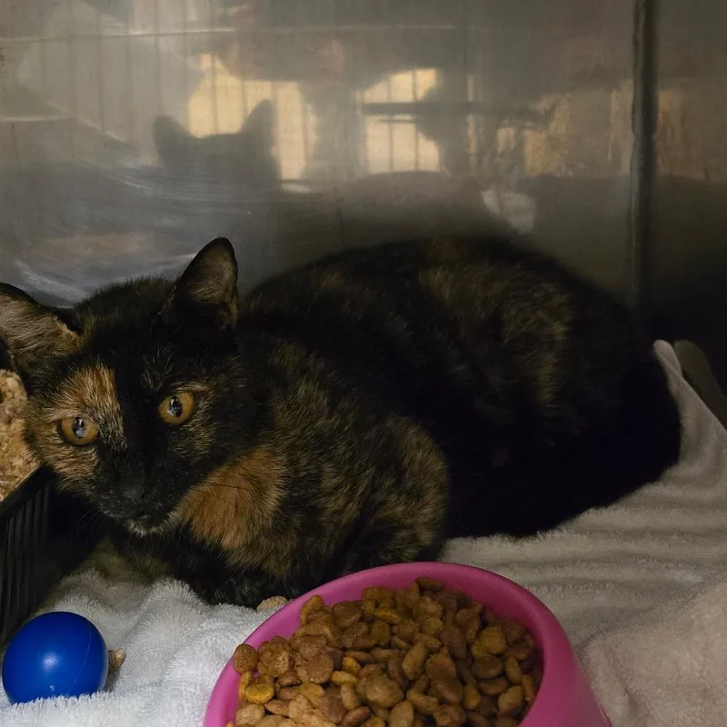 Torti